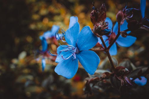 美麗的花, 藍色 的 免費圖庫相片