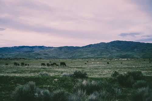 Foto De Paisagem De Campo De Grama