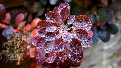 Free Red Leafed Plant Closeup Photography Stock Photo