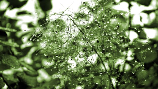 Macro shot of dewdrops on green leaves, capturing the essence of nature's freshness.