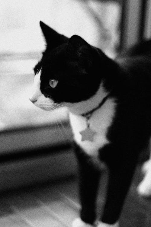 Black and white photo of a cat looking out a window