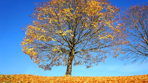 Gratis Pohon Berdaun Kuning Foto Stok