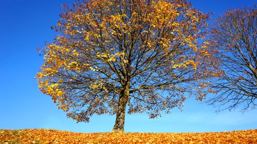 Free Vibrant autumn tree with golden leaves under a clear blue sky in Dumfries and Galloway, Scotland. Stock Photo