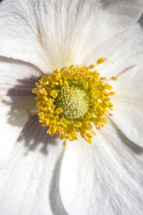 Free Close Up Focus White and Yellow Flower in Bloom Stock Photo