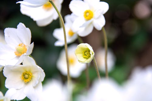 Kostenloses Stock Foto zu blumenphotographie, tilt-shift, verschwommen