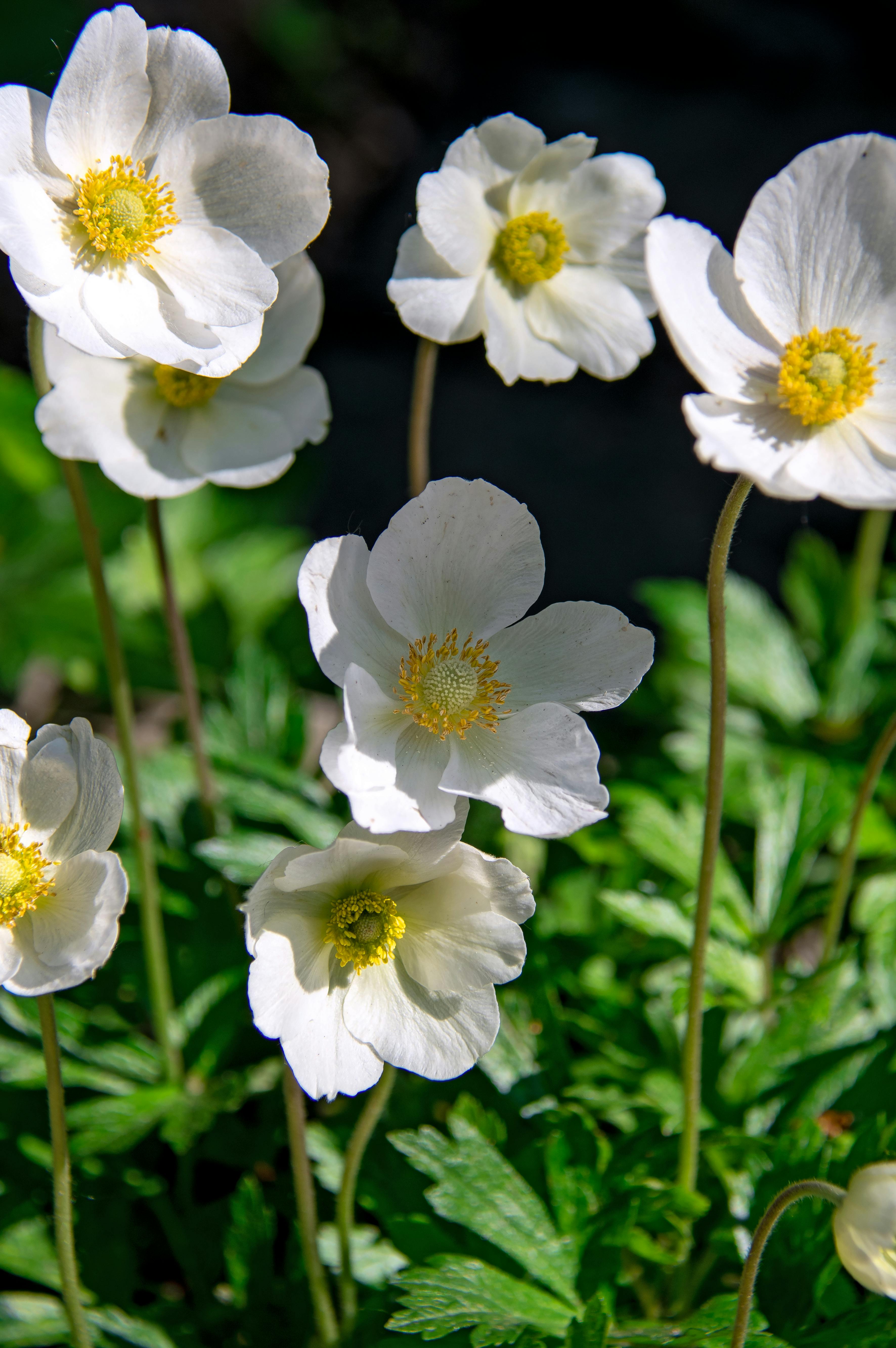 Free stock photo of anemone, background, beautiful