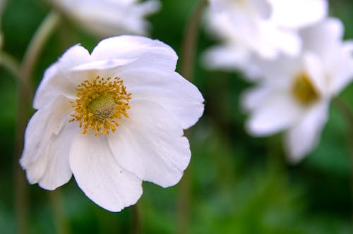 Close-up of Snowdrop Anemone Flower