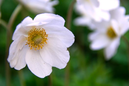 white anemone bouquet delivery Norway