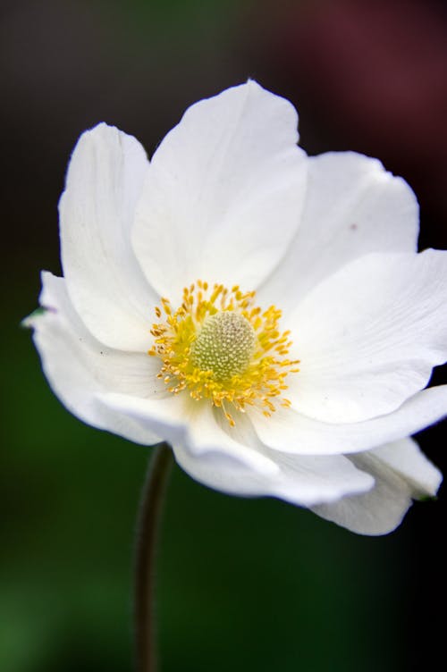 bezplatná Základová fotografie zdarma na téma bílá, květ, květinová fotografie Základová fotografie