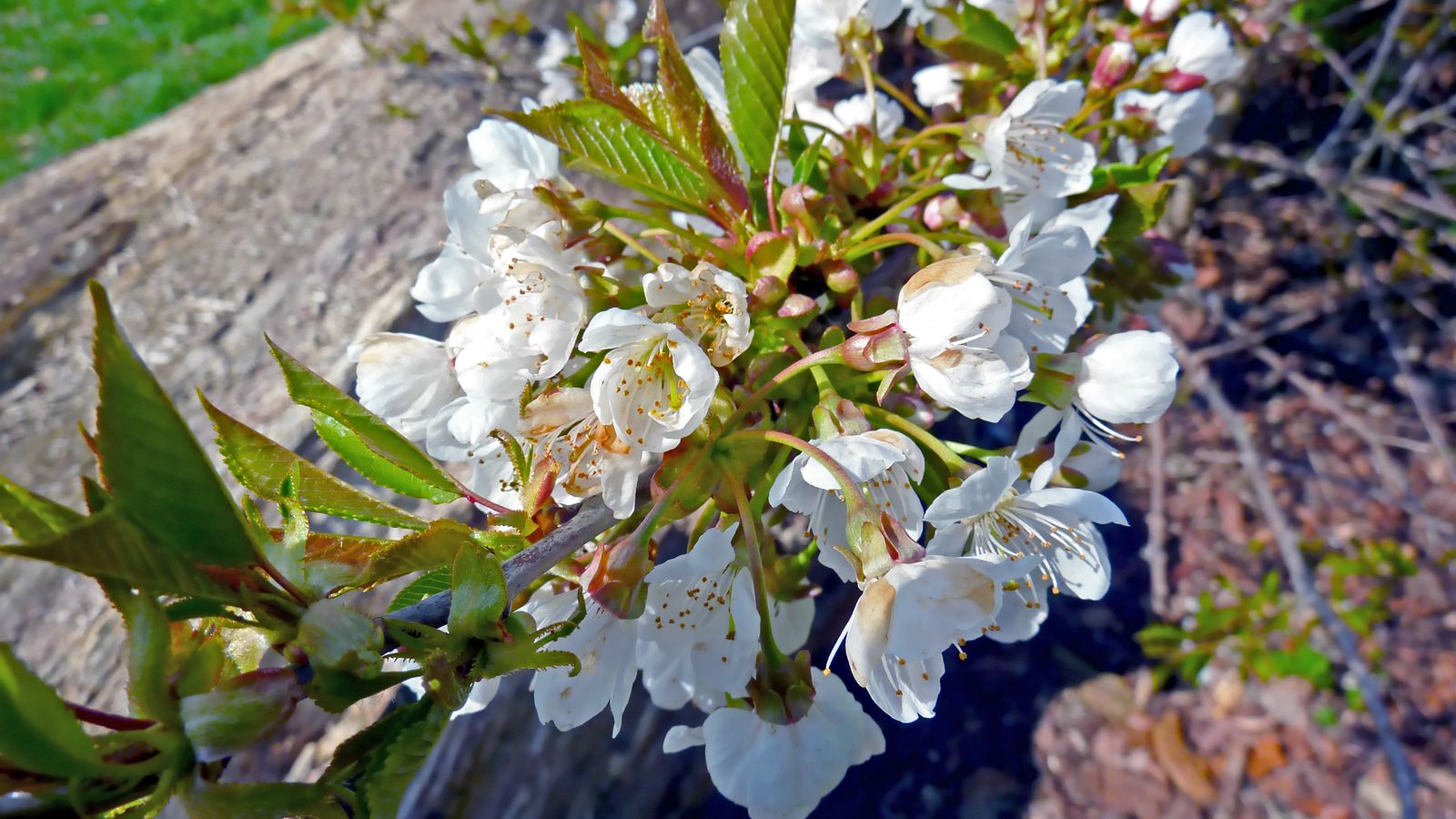Blossoming cherry trees in Dumfries and Galloway in spring