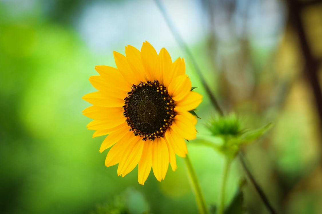 Shallow Focus Foto Di Girasole