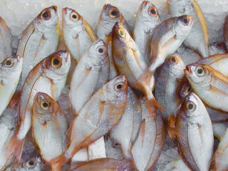 Free stock photo of food, healthy, fishing, ocean