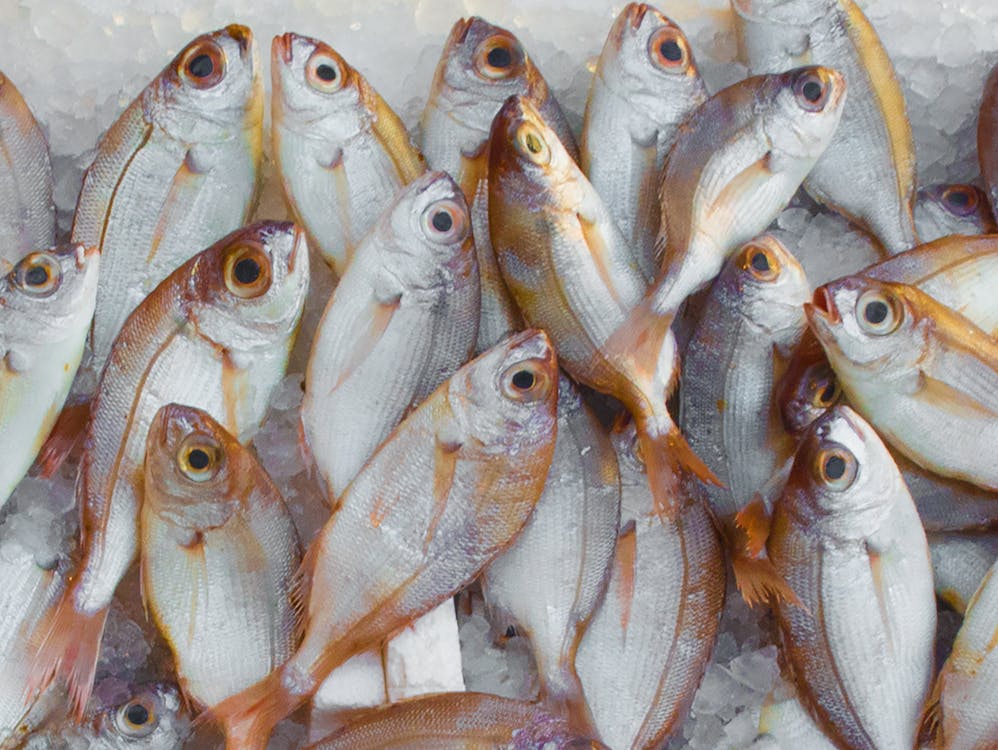Free Pile of Fish Stock Photo