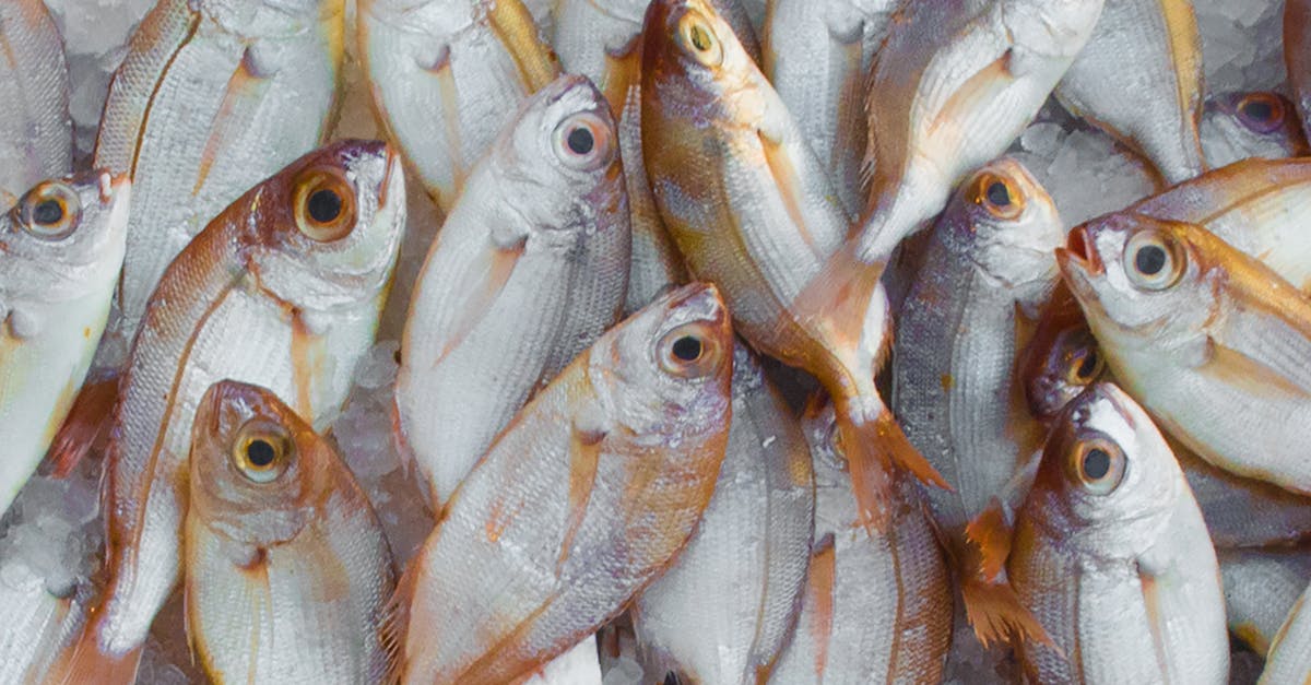 Free stock photo of fish, fish market, fishing