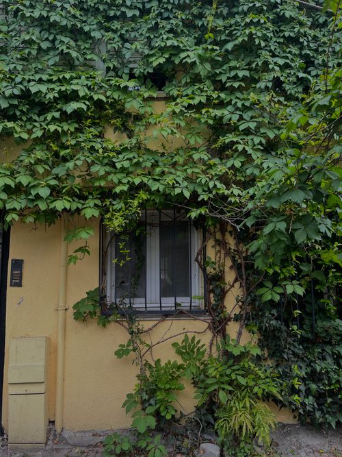 Free Charming house facade covered in lush green ivy with visible window, creating a natural and inviting look. Stock Photo