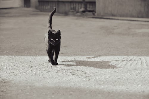 Foto profissional grátis de animal, animal de estimação, areia