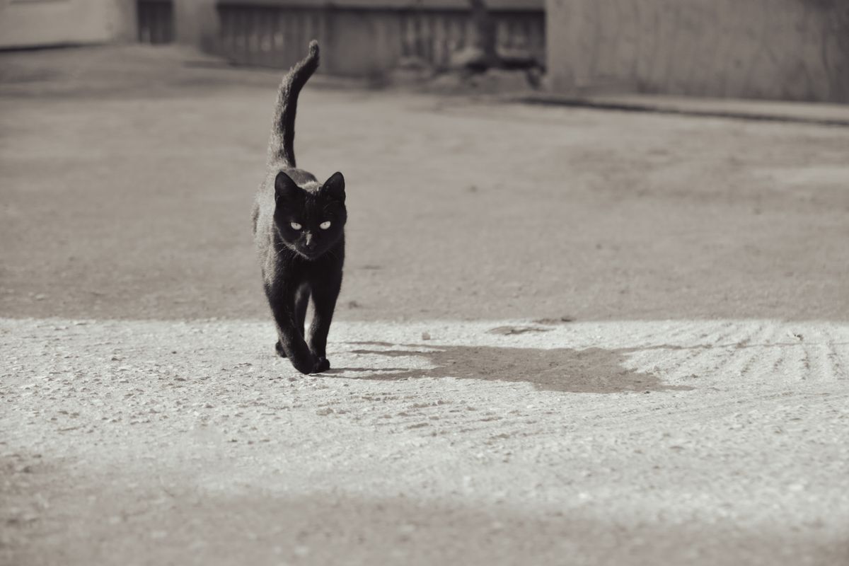 A Black Cat Walking · Free Stock Photo