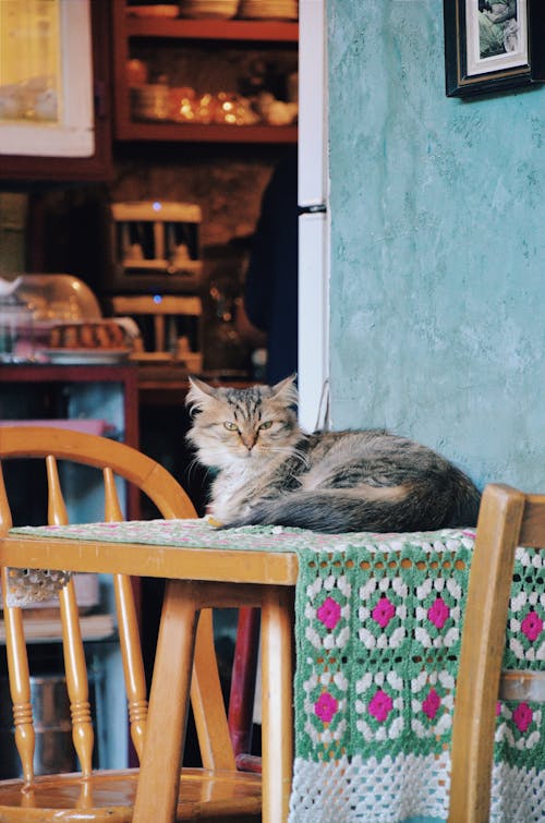 Gray-and-beige Long-haired Cat on Brown Wooden Table With Chairs