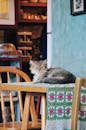 Gray-and-beige Long-haired Cat on Brown Wooden Table With Chairs