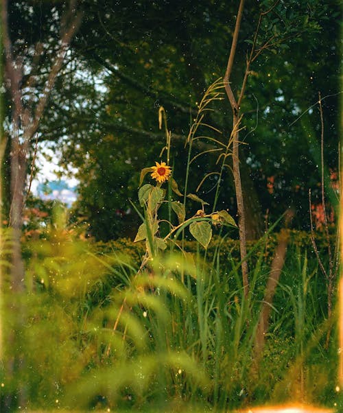 คลังภาพถ่ายฟรี ของ กลางวัน, กลางแจ้ง, ดอกไม้สีเหลือง