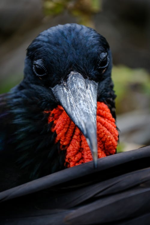 Black and Red Bird