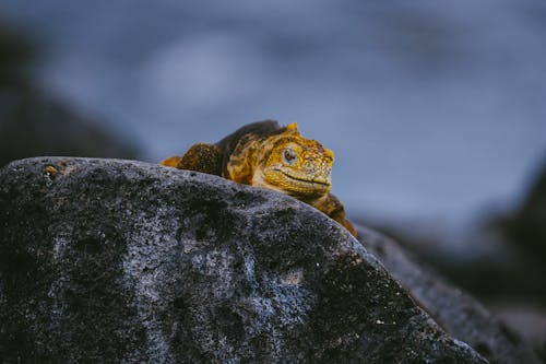 Iguana on Rock