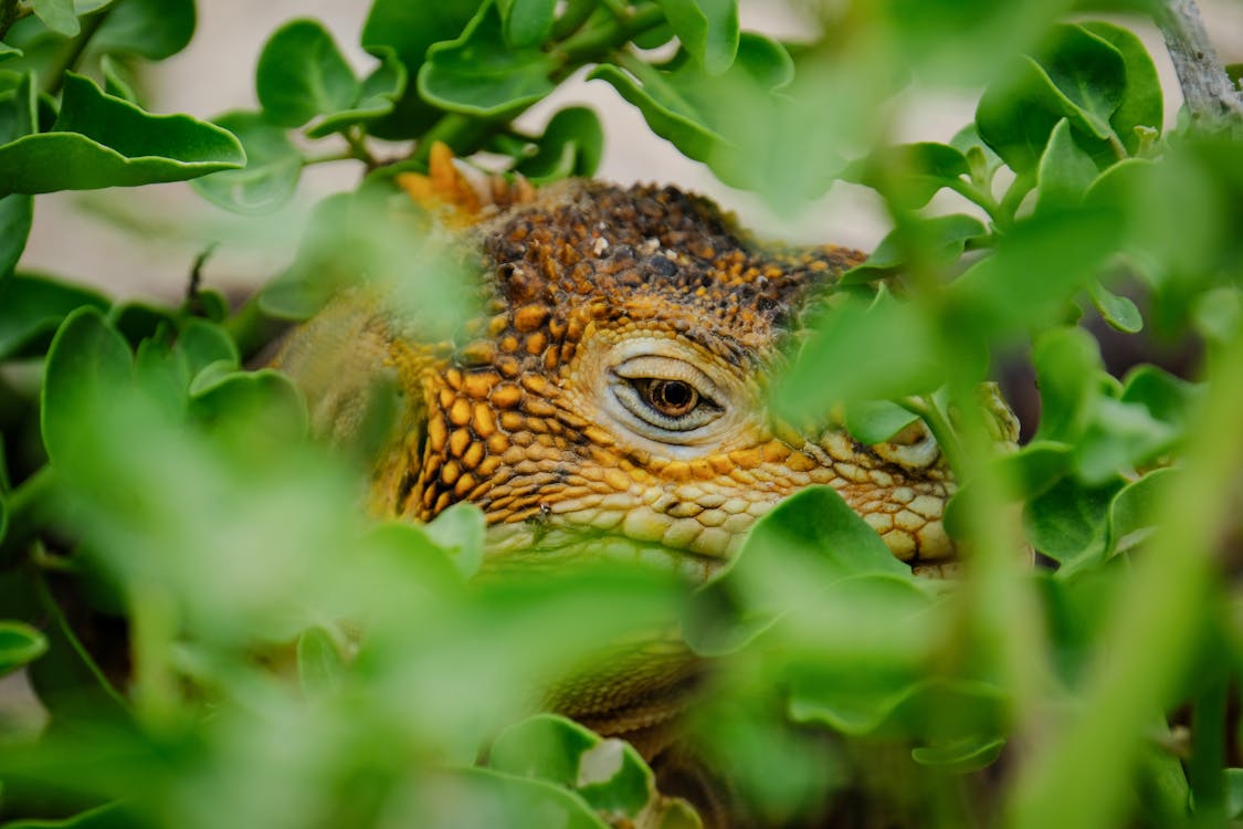 Free Brown Lizard Hiding on Plants Stock Photo