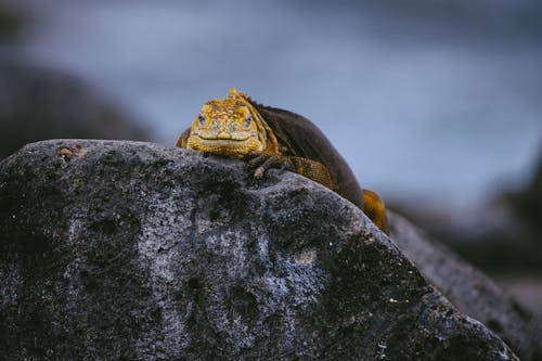 Ingyenes stockfotó állat, állatfotók, álló kép témában