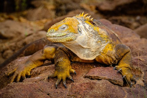 Iguane Jaune Sur Rocher