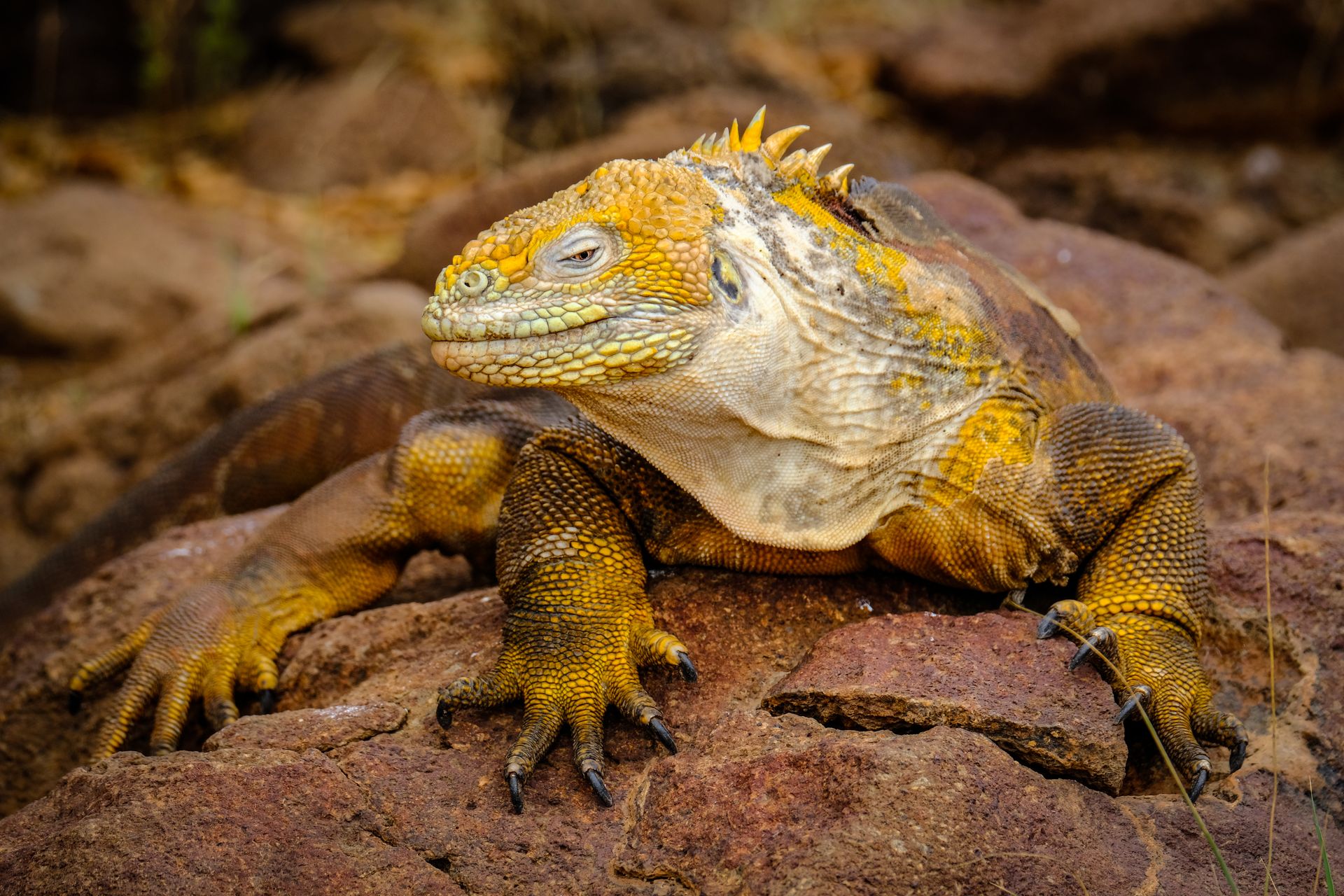Close-up of a Galápagos land iguana with striking yellow scales, sunbathing on rocks.