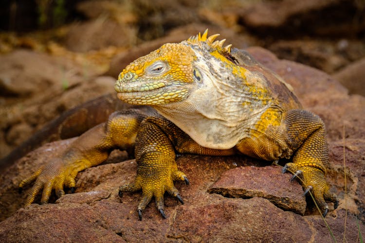 Yellow Iguana On Rock