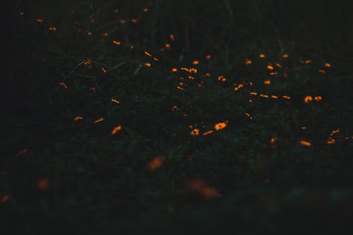 Free stock photo of dark green, dark green plants, field