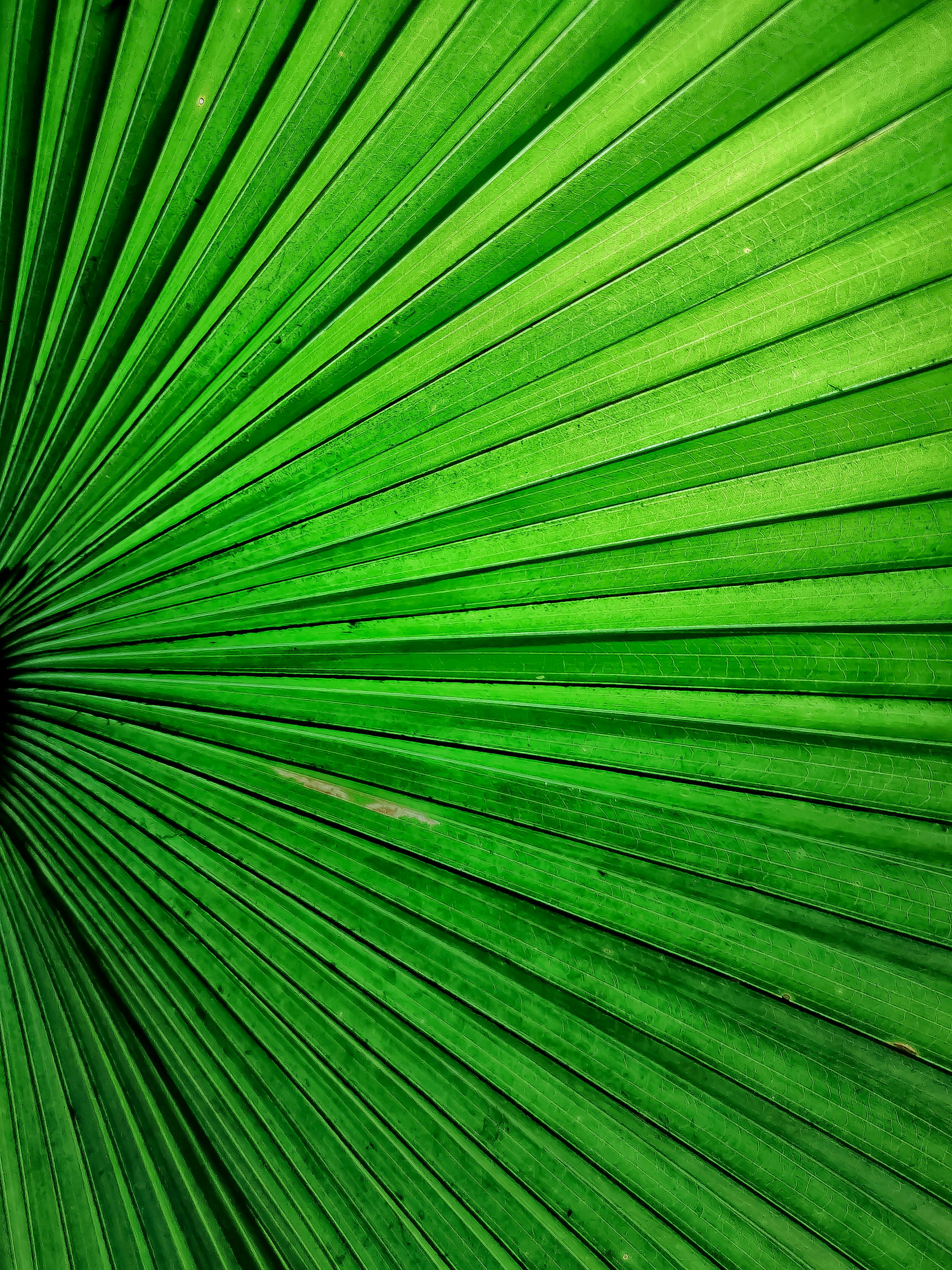 Leaf Texture Photos, Download The BEST Free Leaf Texture Stock Photos & HD  Images