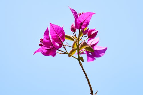 보라색 잎의 클로즈업 사진