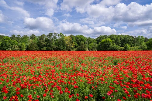 A field of red poppies with a blue sky