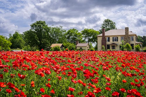 A field of red poppies with a house in the background