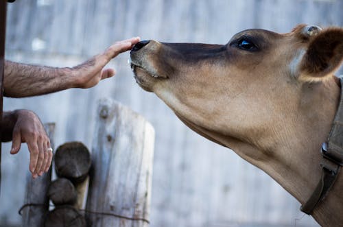 Δωρεάν στοκ φωτογραφιών με αγελάδα, αγρόκτημα, άνδρας