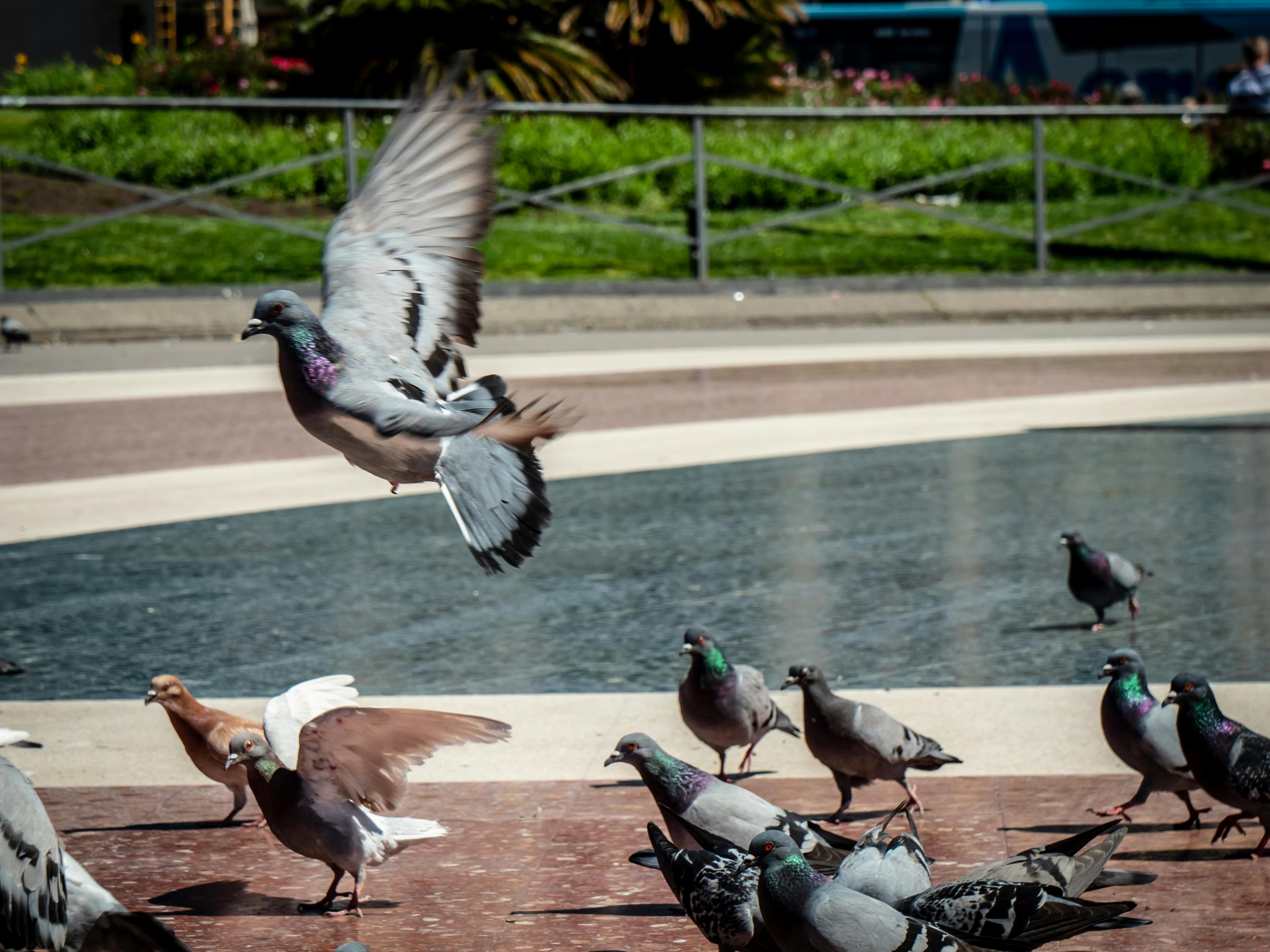 Foto De Stock Gratuita Sobre Ave Volando Aves Palomas