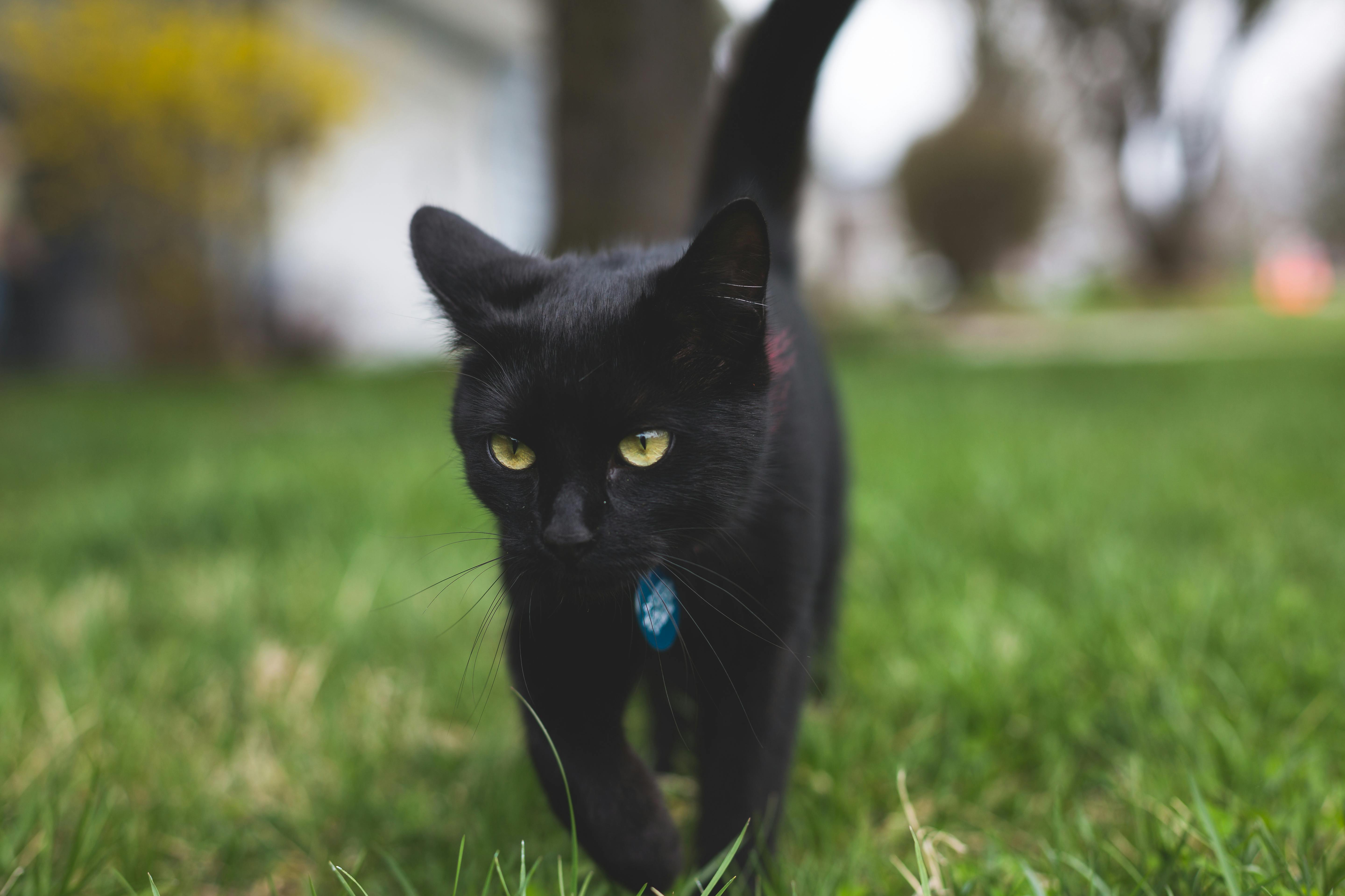 Gato persa blanco con expresión comunicativa