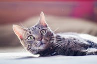 一只美丽的虎斑猫躺在温暖的床上，环境宁静安详