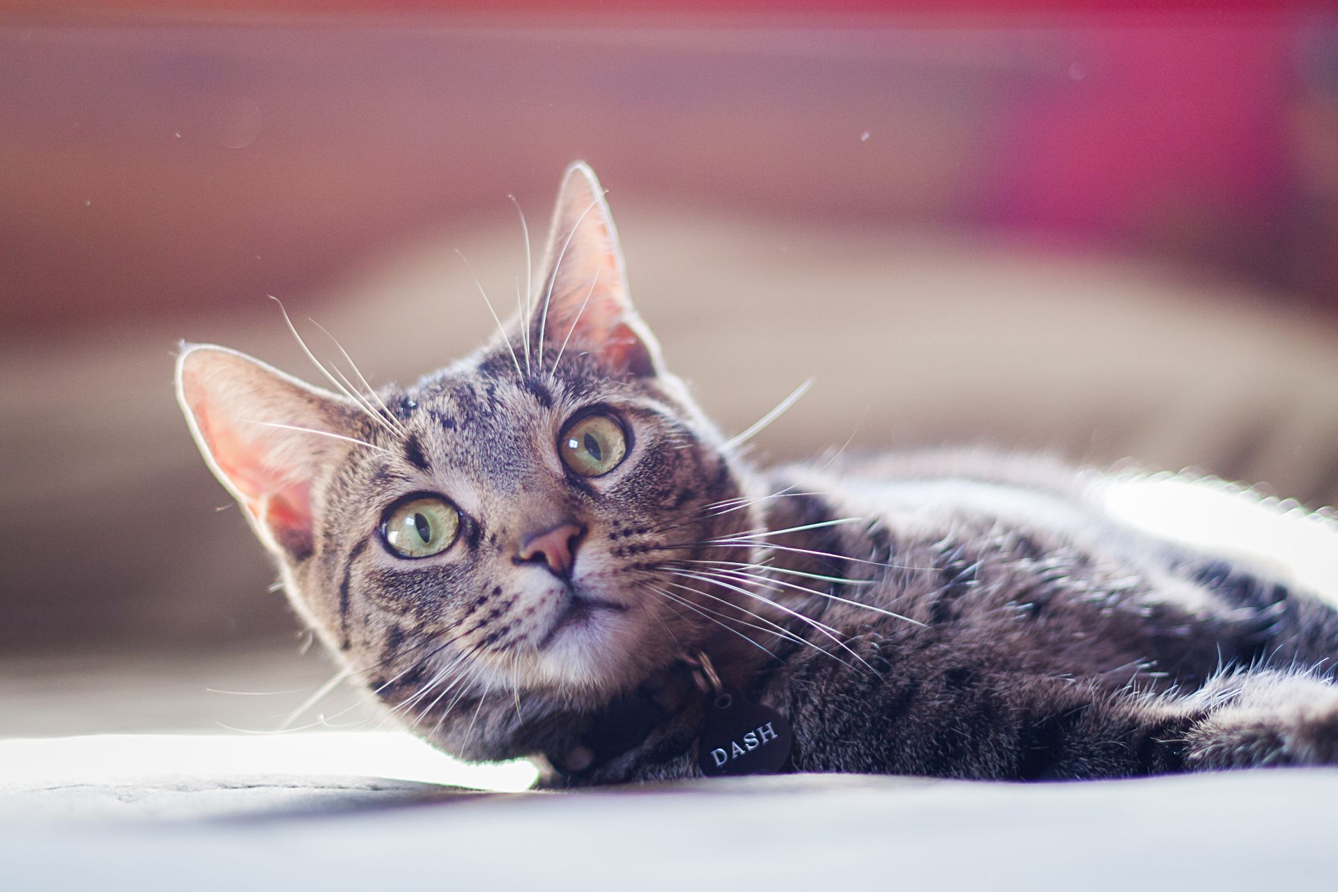 Photo of Tabby Cat Lying Down