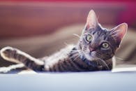 一只迷人的虎斑猫懒洋洋地躺在室内，光线柔和，绿眼睛鲜艳