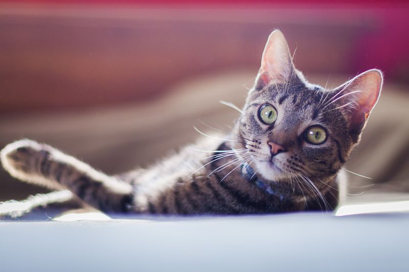 Relaxed tabby cat lounging calmly during a wellness visit