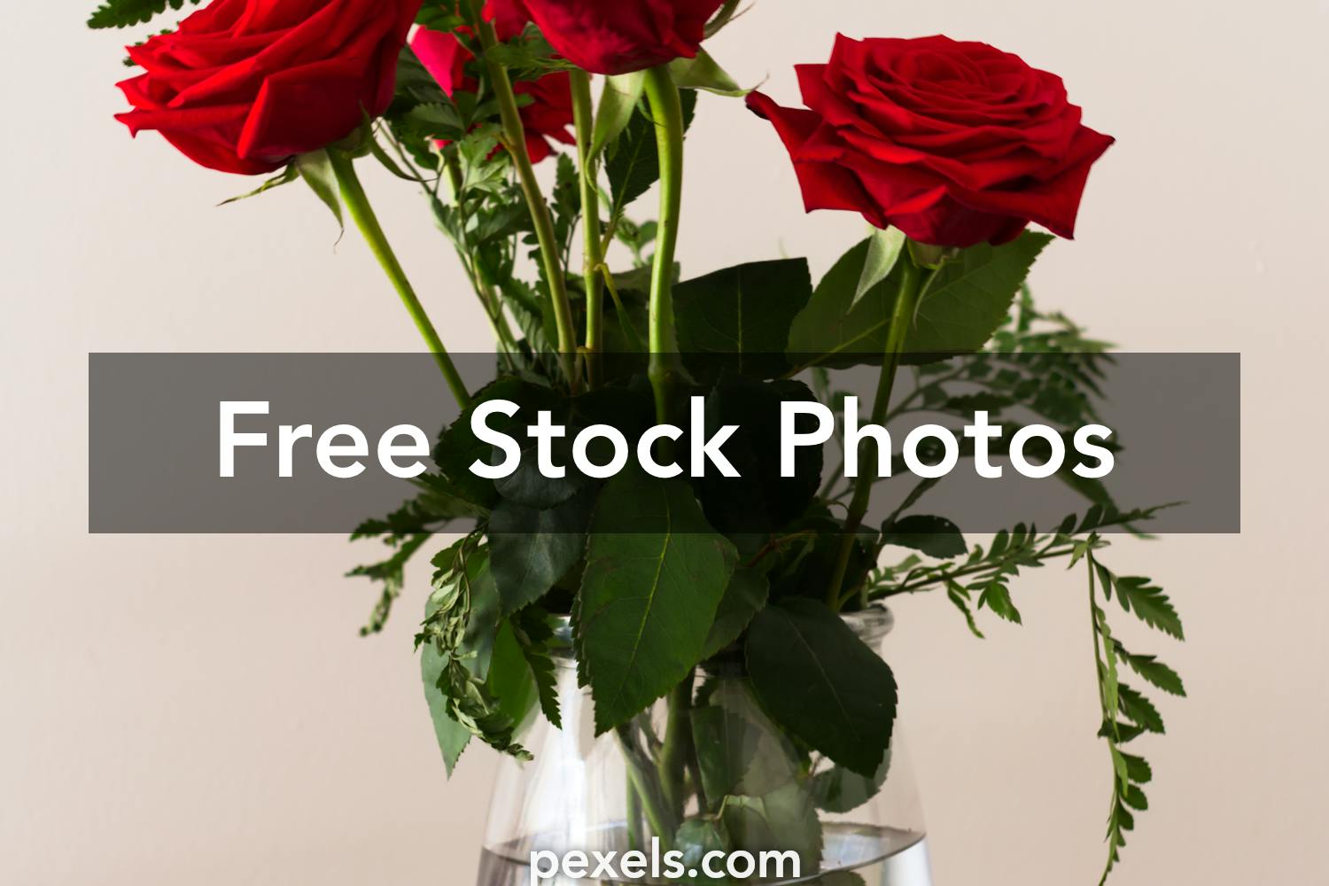 Rose Flower Photos, Download The BEST Free Rose Flower Stock ...