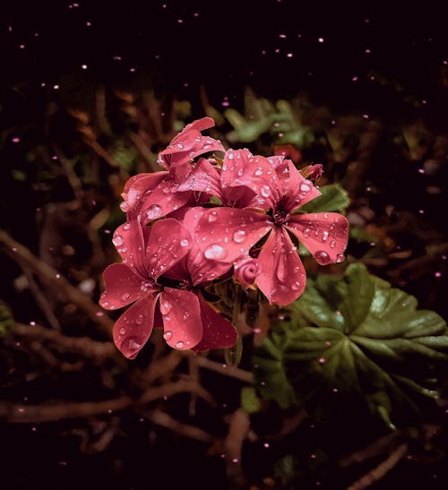 Free stock photo of adobe photoshop, after the rain, beautiful flower