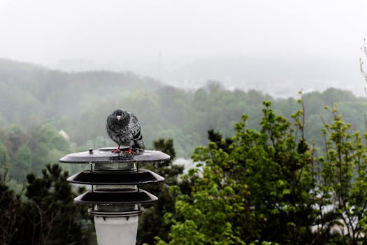 在乌克兰利沃夫，一只鸽子栖息在雾气弥漫的绿色景观中的灯柱上