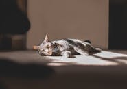 一只迷人的虎斑猫躺在地毯上，沐浴着室内温暖的阳光