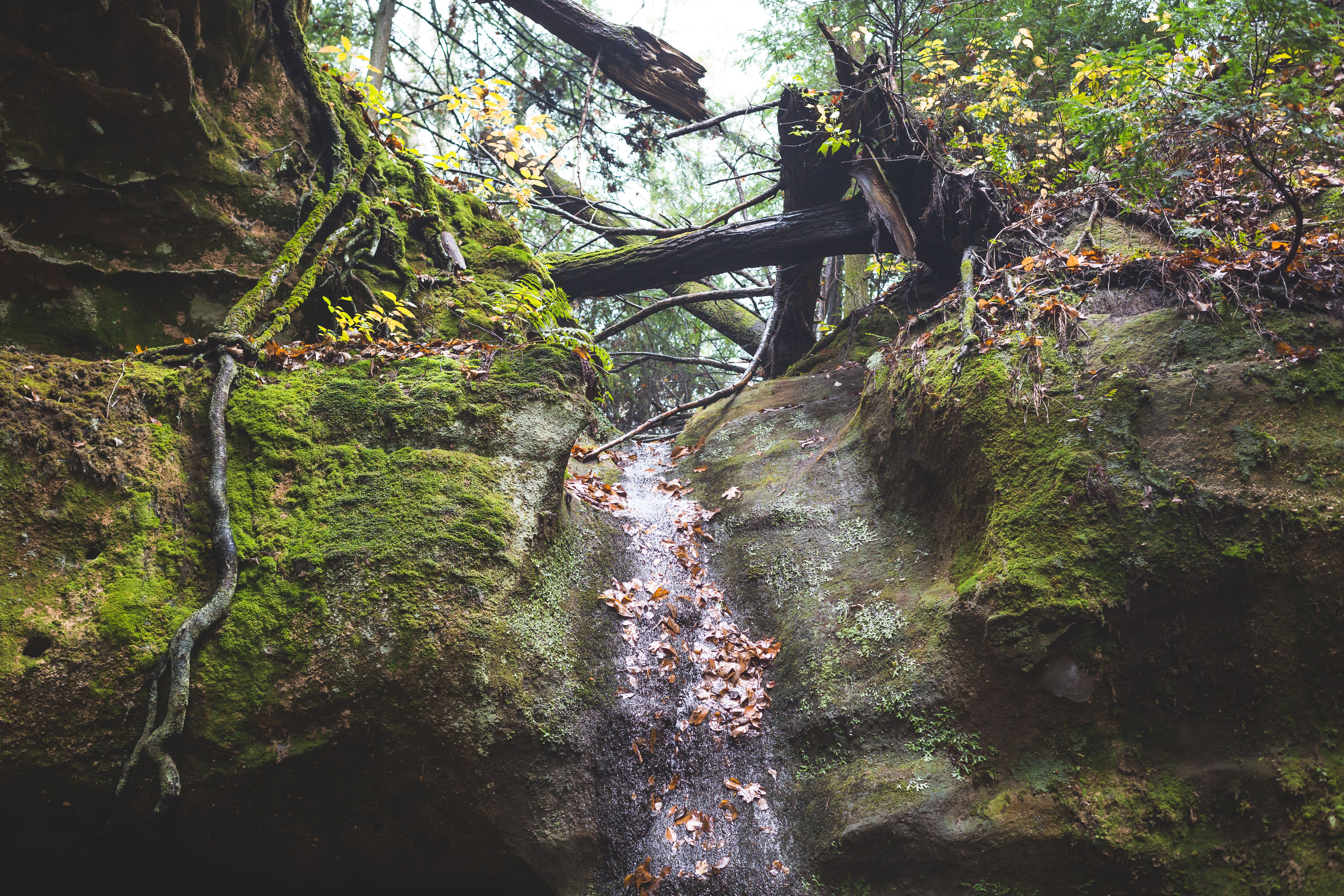 Starved Rock Summit Trail