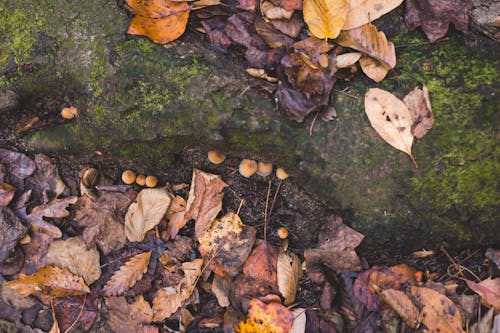 Gratuit Photos gratuites de automne, couleurs automnales, feuilles en automne Photos