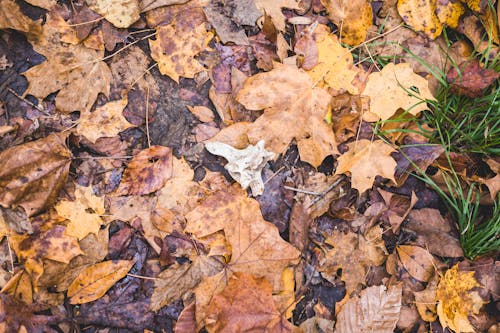 Autumn Leaves on the Ground 